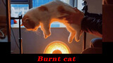[Mèo cưng] Tổng hợp những chú mèo sưởi ấm lại bị "nướng cháy"