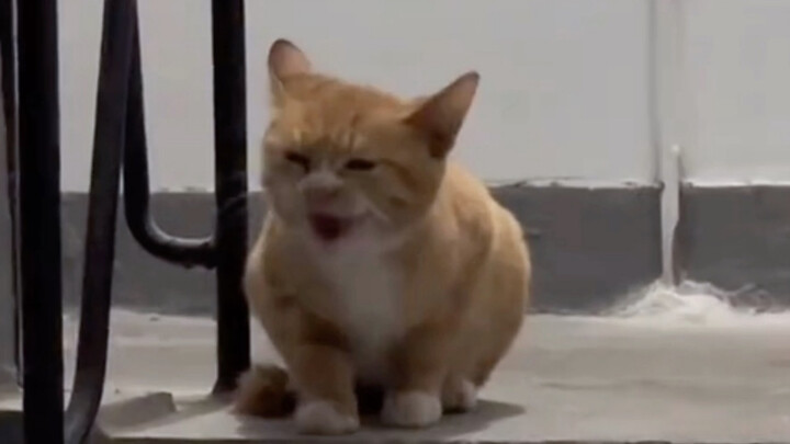 "Can you meow or not?"