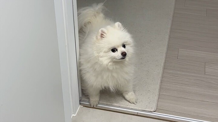 How do I calm down my little puppy who snaps at me whenever I get home late?