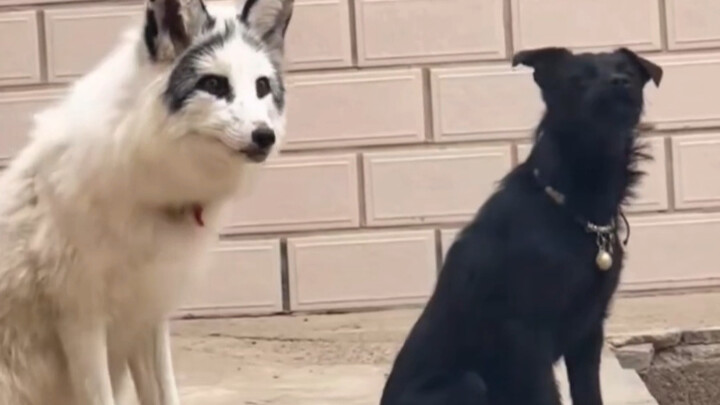 跟着狗子一起长大的小狐狸，这叫声我是万万没想到