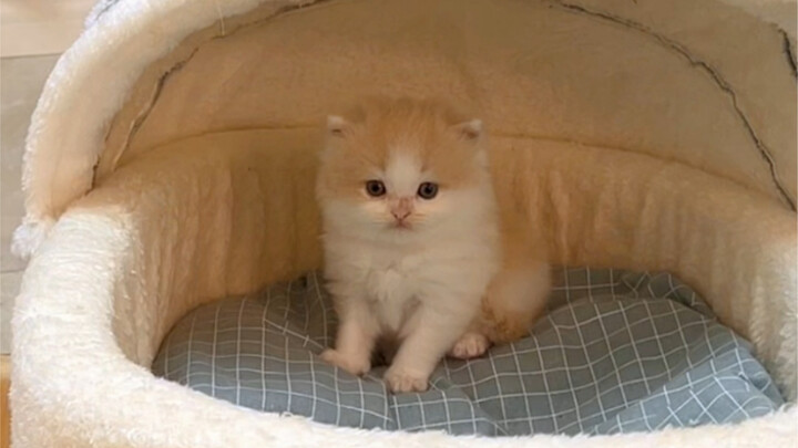 Về vấn đề nhà tôi đều là con một.