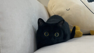 Help! My cat has turned into a Tibetan fox