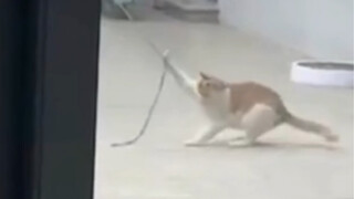 【动物配音】这家没我早晚得散