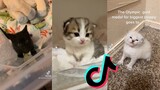 Tiktoks That Will Make You go "Awwwww" - Kitten Side of TikTok
