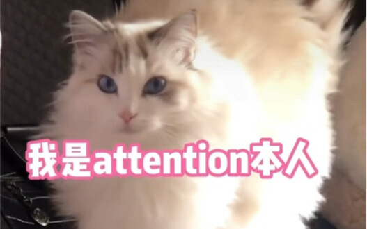 สอนวิธีเอาใจแมวฟาร์เรียร์ที่กำลังงอน