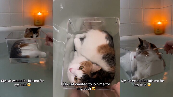 My cat wants to take a bath with me 😳