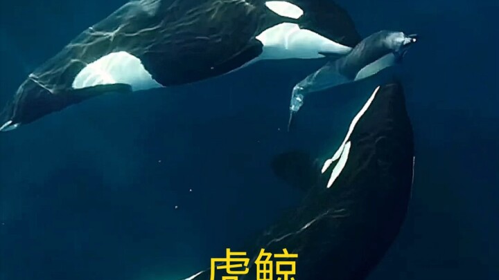 虎鲸智商高还会逗人玩