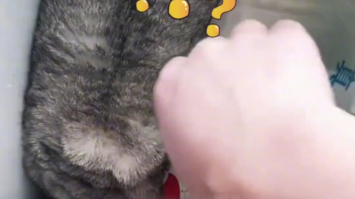 Khi mèo cắm mặt giận dỗi không thèm để ý, chủ nói một câu lại càng tức hơn!