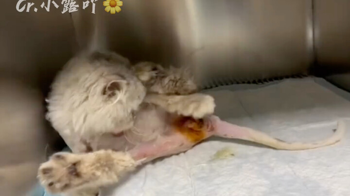 أمّي أتت قبل ملاك الموت