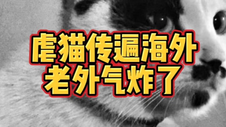 حادثة جاك لاتشيا التي عذّب فيها قطة تكتسح العالم الخارجي، والأجانب ينهالون عليه بالشتائم!