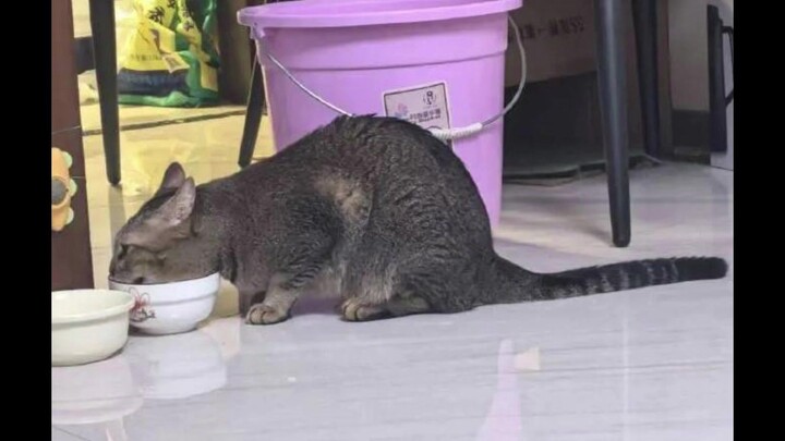 Tolong! Kucing di rumahku benar-benar mirip tikus 😭