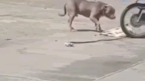 kanang artista ka sauna pero na reincarnate ka as a Dog 👊😎