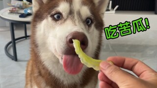 The Husky thought bitter melon was delicious, but when he put it in his mouth, he found something wr
