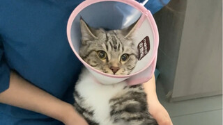 Kucing itu tidak sengaja memakan kulit sosis ham dan terus muntah, tetapi tidak bisa memuntahkannya.