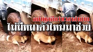 @Awesome Videos อย่าพูดอีกนะว่า เวลาลำบากไม่เห็นมีหมาตัวไหนมาช่วย
