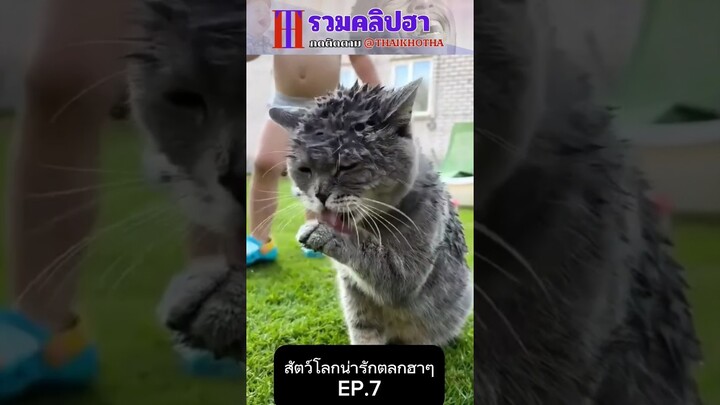 รวมคลิปตลกฮาๆ EP.116 #สัตว์เลี้ยง  #ตลก #shorts #tiktok #funny #สัตว์โลกน่ารัก #แกล้ง #สัตว์ตลก