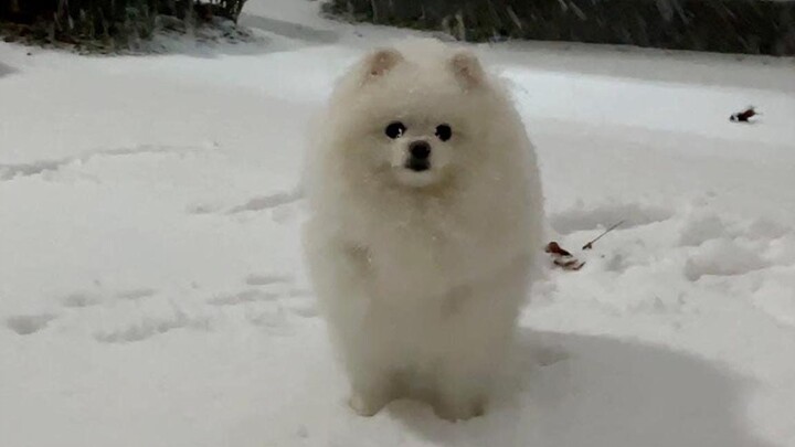 Anak anjing Guo akhirnya memakai sepatu dan terbang di atas salju!