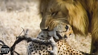 Scary ! 30 Craziest Moments Of Big Cat Fights Caught On Camera