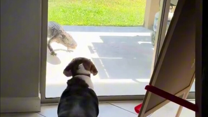 فلوريدا: كلب بيغل يُرعب تمساحًا (يرجى ضبط مستوى الصوت)