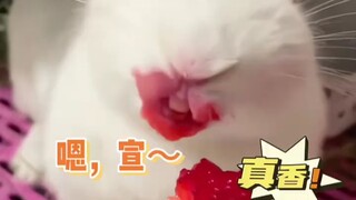 The first time I've ever seen such a creepy rabbit—henceforth, cats aren't allowed to eat corn, and 