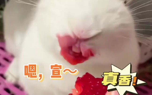 第一次见这么猥琐的兔子，以后猫不许吃玉米，兔子不许吃草莓