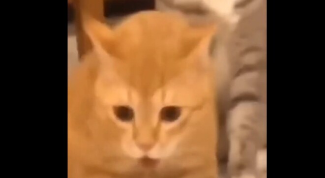 Cat 😺 coughs 🤧 weirdly 🤨