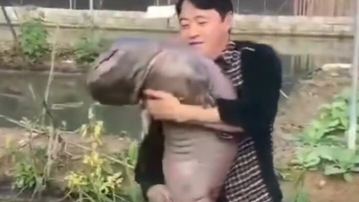 Salmon gurami: Dalam ingatanku, bukankah hewan ini kecil dan sangat menggemaskan?