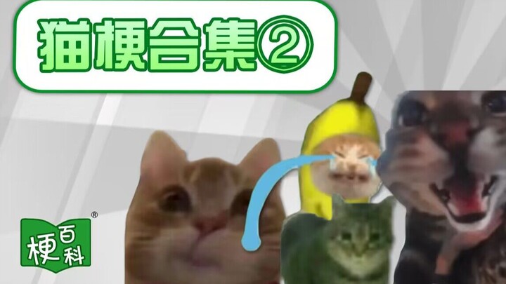 [Gengpedia] Kucing pisang masih menangis? Oiiiiiioooooiai? Meme kucing yang tak ada habisnya!