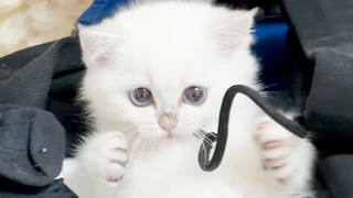 นี่คือลูกแมวตัวหนึ่งที่ซักผ้าให้แห้งและถูกฝังไว้