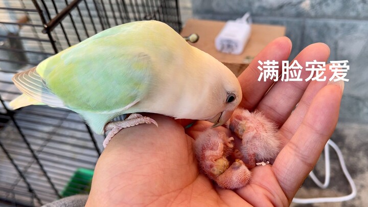 The caterpillar’s face is full of affection as it looks at its child.