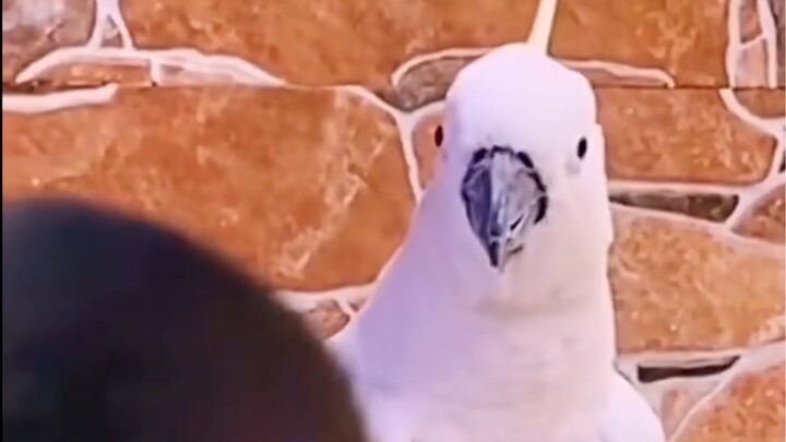 When the Parrot Learned a Local Dialect