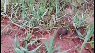 Còn Thở Là Ko Được Bỏ Cuộc...