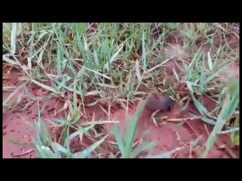 Còn Thở Là Ko Được Bỏ Cuộc...