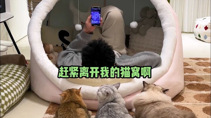 Saya lupa memeriksa ukurannya saat membeli tempat tidur kucing