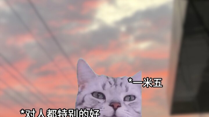 Cinta generasi terdahulu #meme kucing