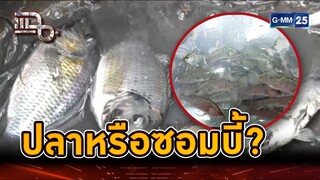 "ปลาหมอคางดำ" ปลาหรือซอมบี้? กะพงจะสู้ได้จริงเหรอ... | Highlight | แฉ 22 ก.ค. 67 | GMM25