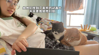 عندما يشاهد قطك التلفاز بانبهار...