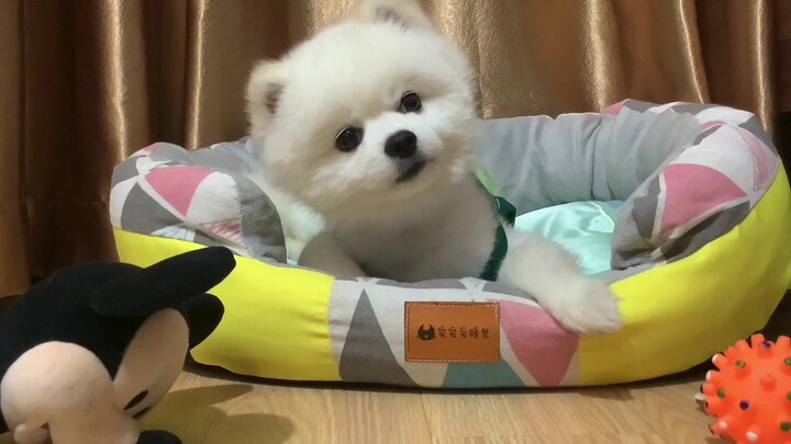 Fan cuồng Lý Khải Sán chửi bới — Tình cảm son sắt của Lý Pomi dành cho Lý Khải Sán