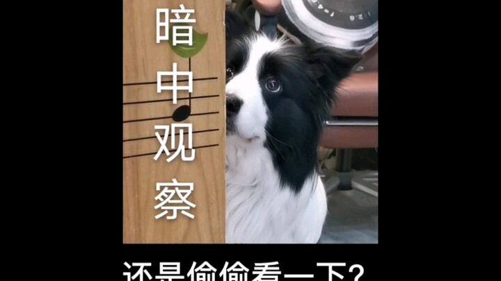 Do puppies have secrets too?