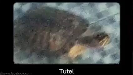 Tutel