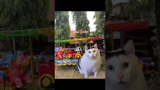 mau naik odong-odong #shorts # kucinglucu #meme #kucing #comedy #komedi #cat #komedikucing