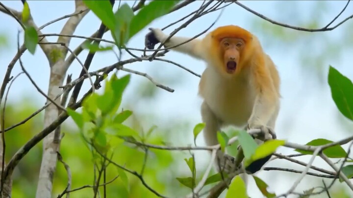 This Monkey Jumps Straight Into a Crocodile_s Trap (1080P_HD)