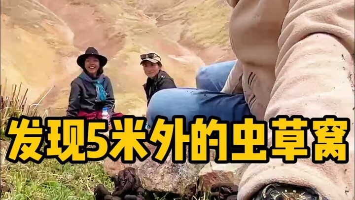 Trải nghiệm khi đào đông trùng hạ thảo mà gặp được ổ đông trùng hạ thảo!! (Vui mừng vì thấy còn hàng