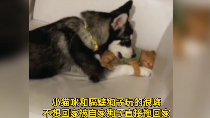 【ตายแทนไปแล้ว】นี่มันไม่ใช่ตู๋หมาน้อยกับเสิ่นแมวน้อยหรอกเหรอ!!