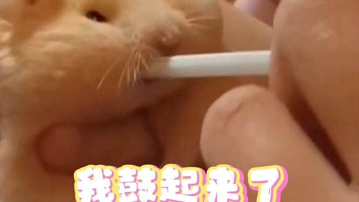 หนูๆ ฉันพองขึ้นแล้วนะจ๊ะ
