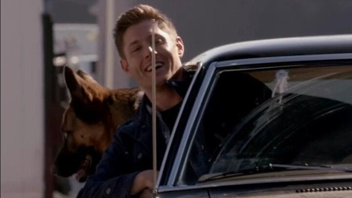 If You Could Understand What Animals Are Saying…