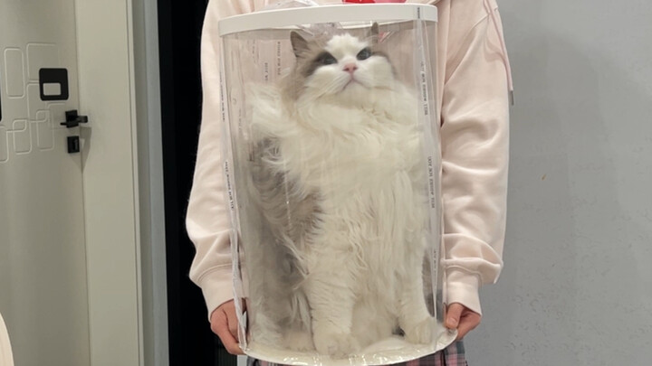 เค้กแมว 5 ชั้นขนาด 10 นิ้ว