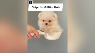 Ship cún đi Biên Hoà pomeranian phocsoc pom thucung chamsocthucung dongvat petlover doglover chomeodethuong