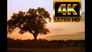 百花深处 陈凯歌 AI修复4K 2002 十分钟年华老去 小号集