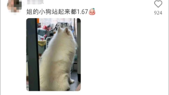 This generation of netizens’ tongues are like they’ve been poisoned, hahaha!